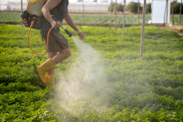 Best Pest Removal Services  in Panorama Village, TX