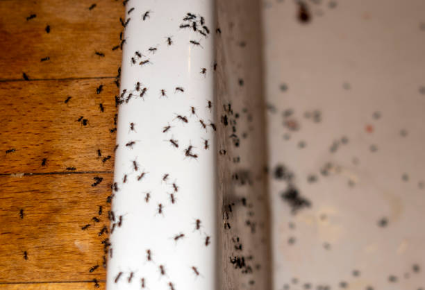 Best Cockroach Control Services  in Panorama Village, TX
