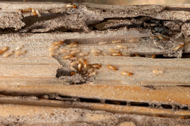 Best Best Pest Control Companies  in Panorama Village, TX